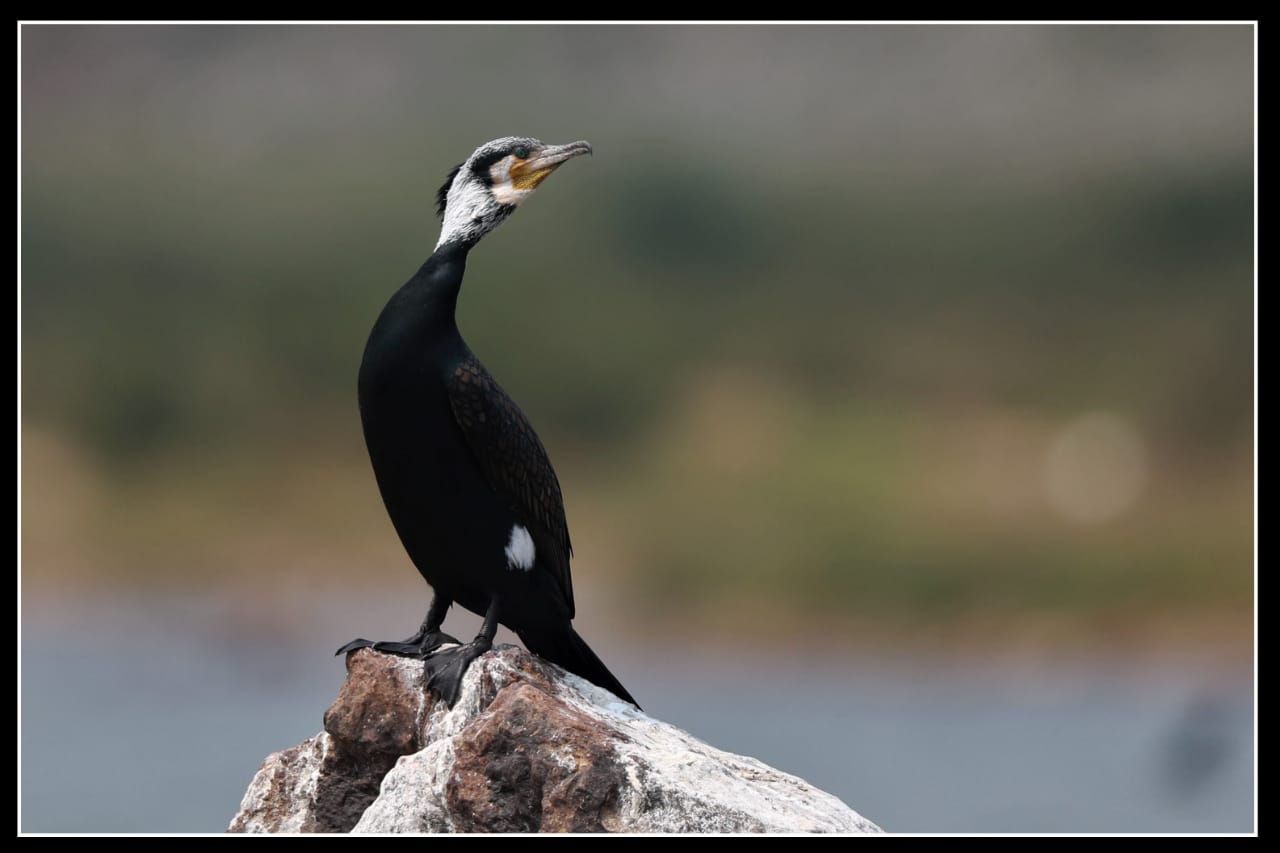 Great Cormorant